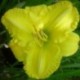 Hemerocallis 'Isle of Capri'