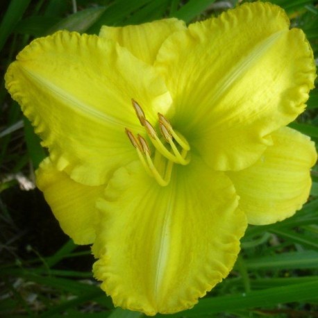 Hemerocallis 'Isle of Capri'