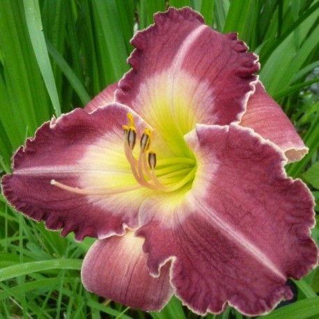 Hemerocallis 'Ithaque'