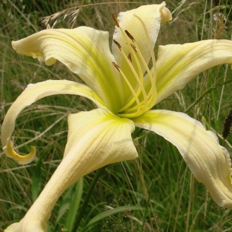 Hemerocallis 'Ivelyn Brown'