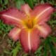 Hemerocallis 'Jamaican Sunset'