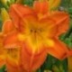 Hemerocallis 'Jambalaya'