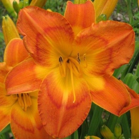 Hemerocallis 'Jambalaya'