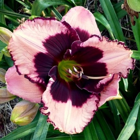 Hemerocallis 'Jane Trimmer'