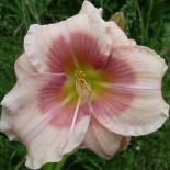 Hemerocallis 'Janice Brown'