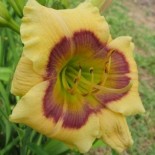 Hemerocallis 'Jason Mark'