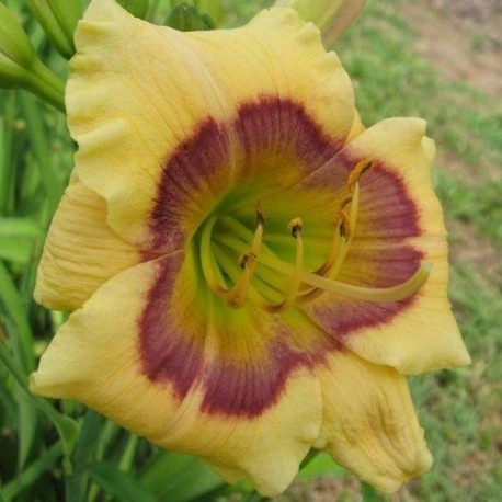 Hemerocallis 'Jason Mark'