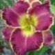 Hemerocallis 'Jeanne Deavers Dream'