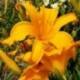 Hemerocallis 'Jersey Spider'