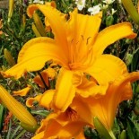 Hemerocallis 'Jersey Spider'