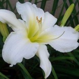 Hemerocallis 'Joan Senior'