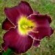 Hemerocallis 'Johnny Cash'