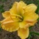 Hemerocallis 'Josephine Marina'