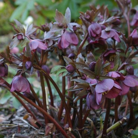 Helleborus orientalis 'Atropurpurea'