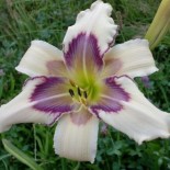 Hemerocallis 'Julie Newmar'