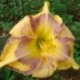 Hemerocallis 'Kaleidoscope Canyon'