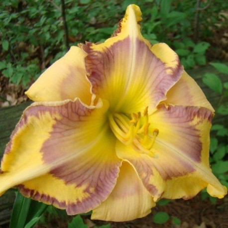 Hemerocallis 'Kaleidoscope Canyon'