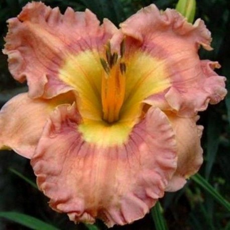 Hemerocallis 'Kaleidoscope Treasure'