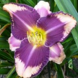 Hemerocallis 'Kansas City Kicker'