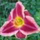 Hemerocallis 'Key to My Heart'