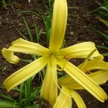 Hemerocallis 'Kindly Light'