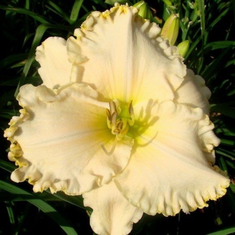 Hemerocallis 'Kitty Wells'