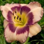 Hemerocallis 'Kiwi Magic'