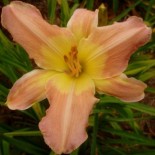 Hemerocallis 'La Charmante'