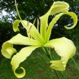 Hemerocallis Lady Fingers'