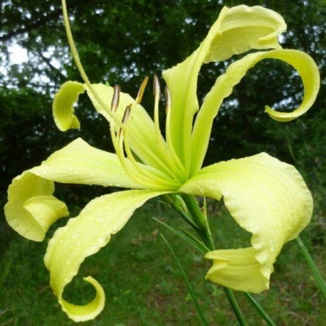 Hemerocallis Lady Fingers'