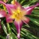 Hemerocallis 'Lake Norman Spider'