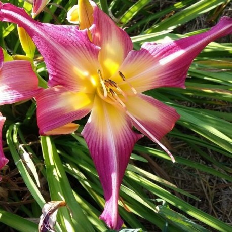 Hemerocallis 'Lake Norman Spider'