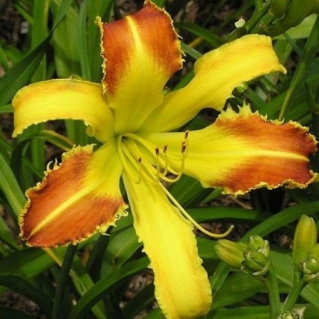 Hemerocallis 'Laughing Giraffe'