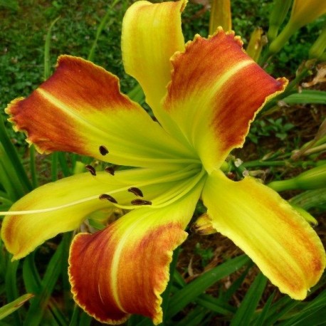 Hemerocallis 'Laughing Hyena'