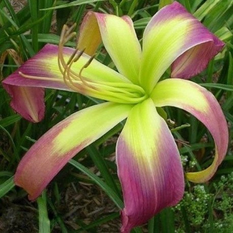 Hemerocallis 'Laughing Skies'