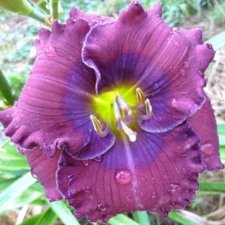 Hemerocallis 'Lavender Blue Baby'