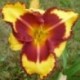 Hemerocallis 'Ledgewood's Flame of Faith'