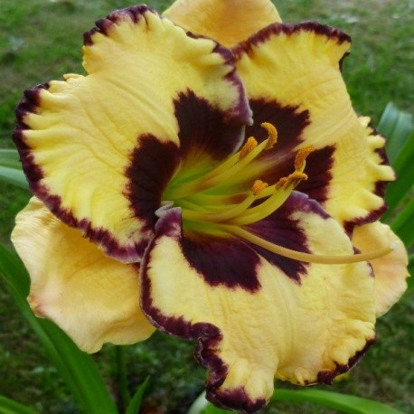 Hemerocallis 'Ledgewood's Jumpstart'