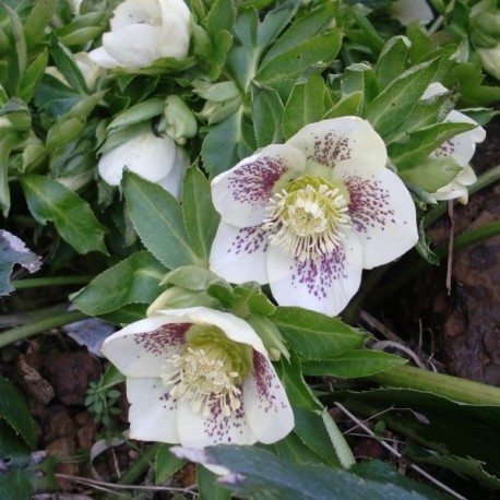 Helleborus orientalis 'Spotted Light'