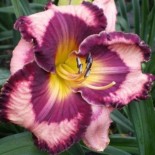 Hemerocallis 'Ledgewood's Magic Odyssey'