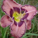 Hemerocallis 'Ledgewood's Royal Awakening'