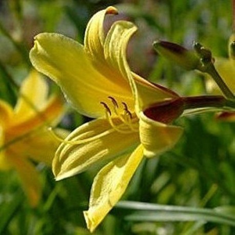 Hemerocallis 'Lemon Bells'