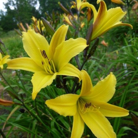 Hemerocallis 'Lemon Flutter'