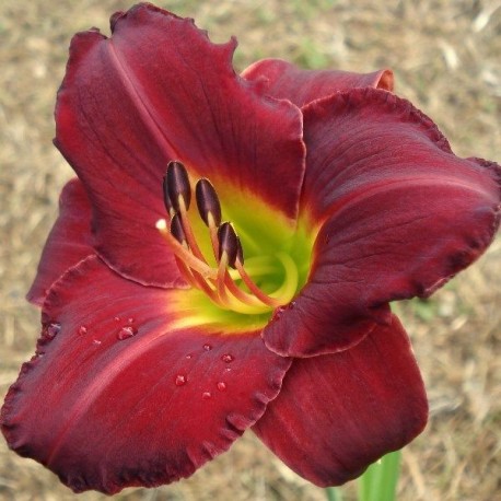 Hemerocallis 'Leonard Bernstein'