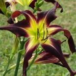 Hemerocallis 'Licorice Twist'