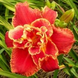 Hemerocallis 'Light the Torch'