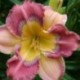 Hemerocallis 'Like a Child'