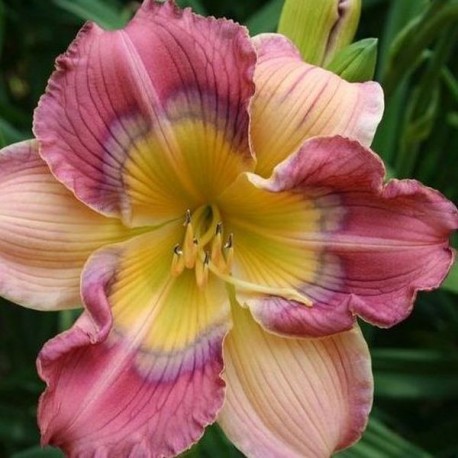 Hemerocallis 'Like a Child'