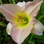 Hemerocallis 'Lilac Snow'