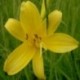 Hemerocallis lilioasphodelus